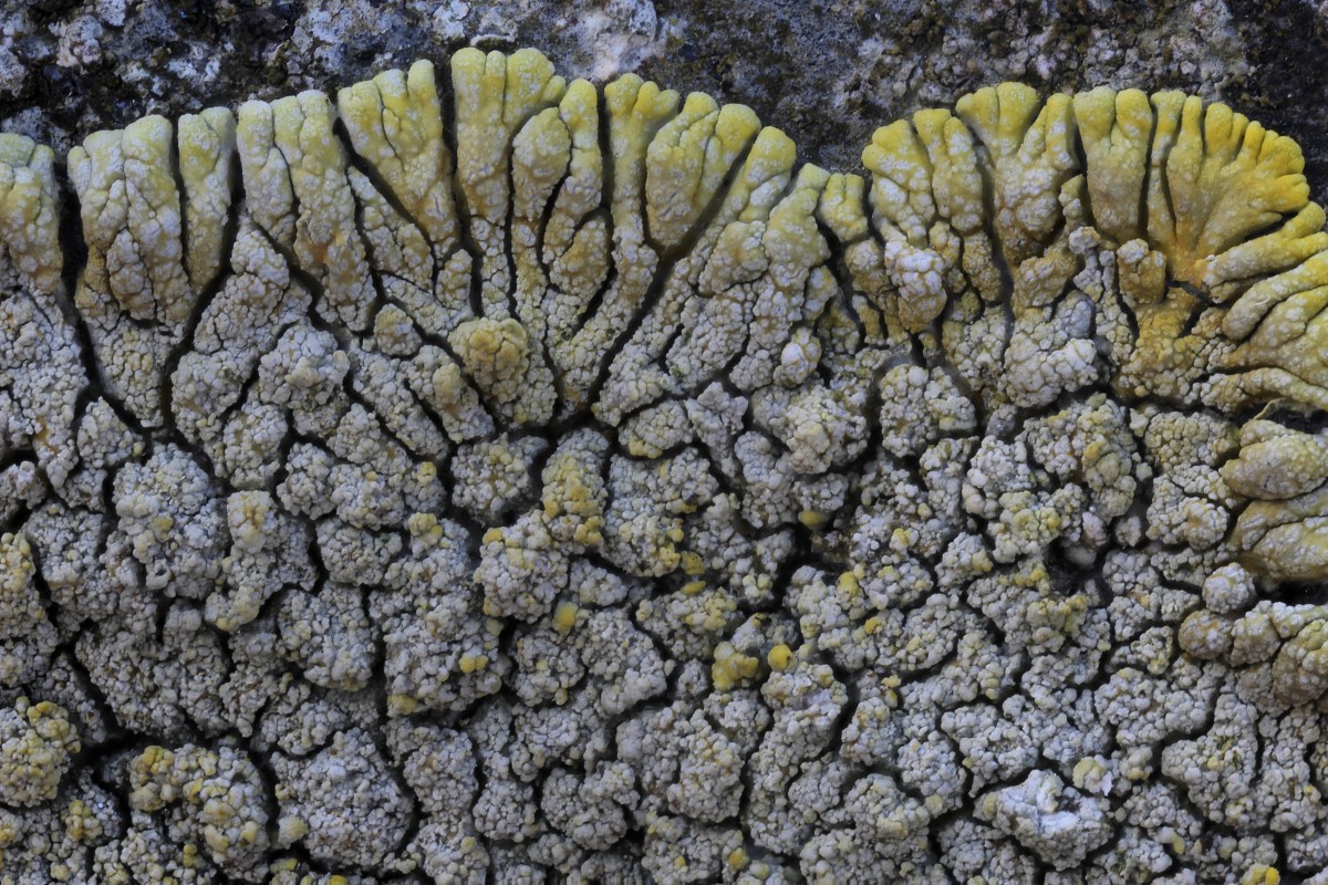 Polycauliona verruculifera (door Arjan de Groot)